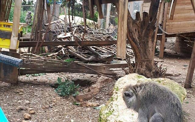 קופים במקלט בבן שמן