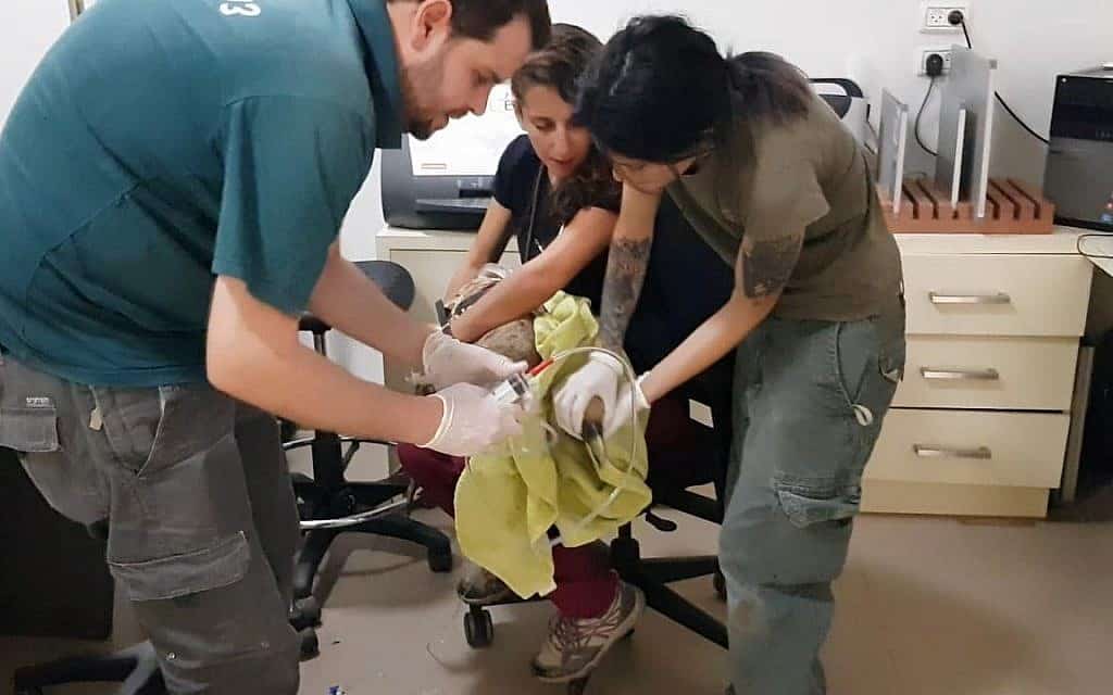 נשר שהורעל ברמת הגולן מטופל בבית החולים לחיות בר, מאי 2019 (צילום: ברק ספקטור ורוני אליאס)