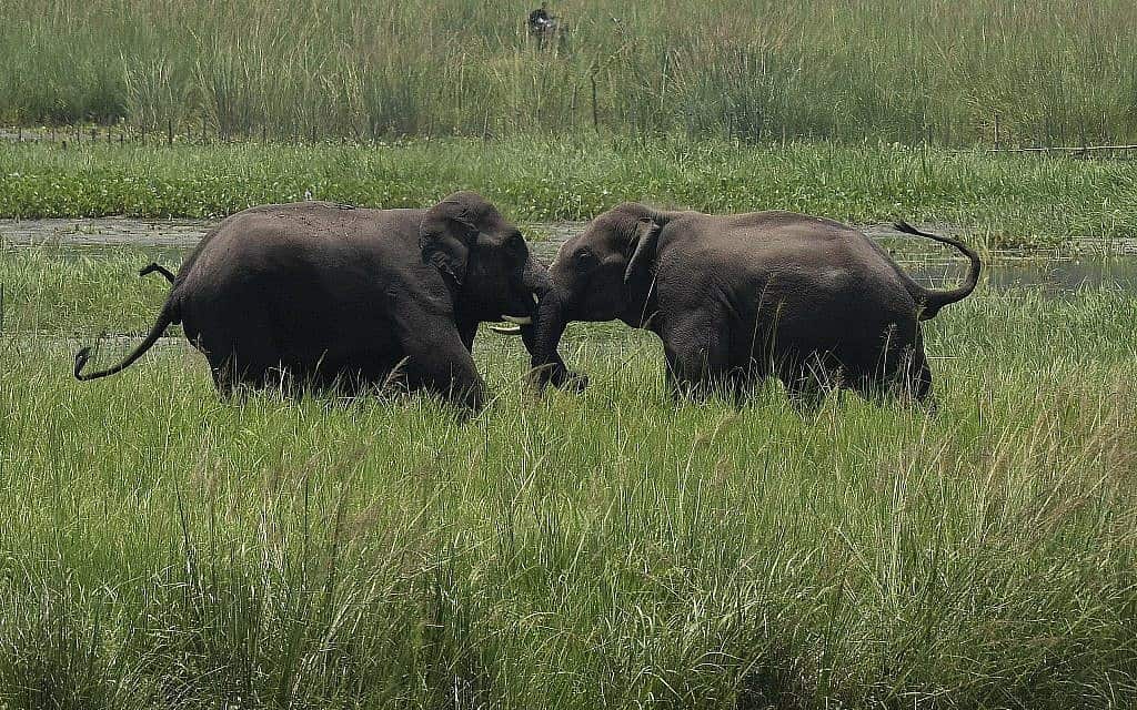 שני פילי בר בהודו (צילום: AP Photo/ Anupam Nath, File)