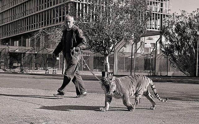 ג&#039;וני זוסיה, מנהל גן החיות בתל אביב, הולך עם נמר ברחובות העיר (צילום: באדיבות אוסף מיתר)