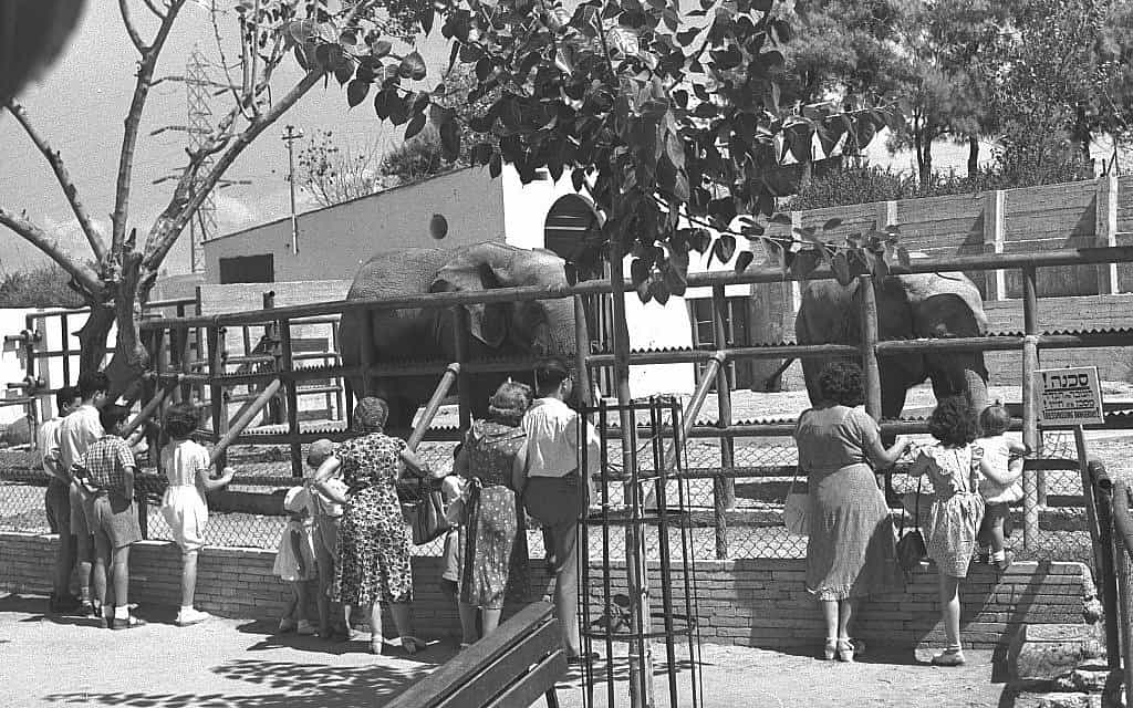 גן החיות בתל אביב בשנות ה-40 וה-50 (צילום: פריץ כהן, לע"מ)