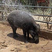 חזיר בר בגן החיות בבאר שבע (צילום: פלאש90)