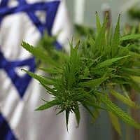 צמח קנאביס שהובא לכנסת (צילום: קובי גדעון / פלאש 90)