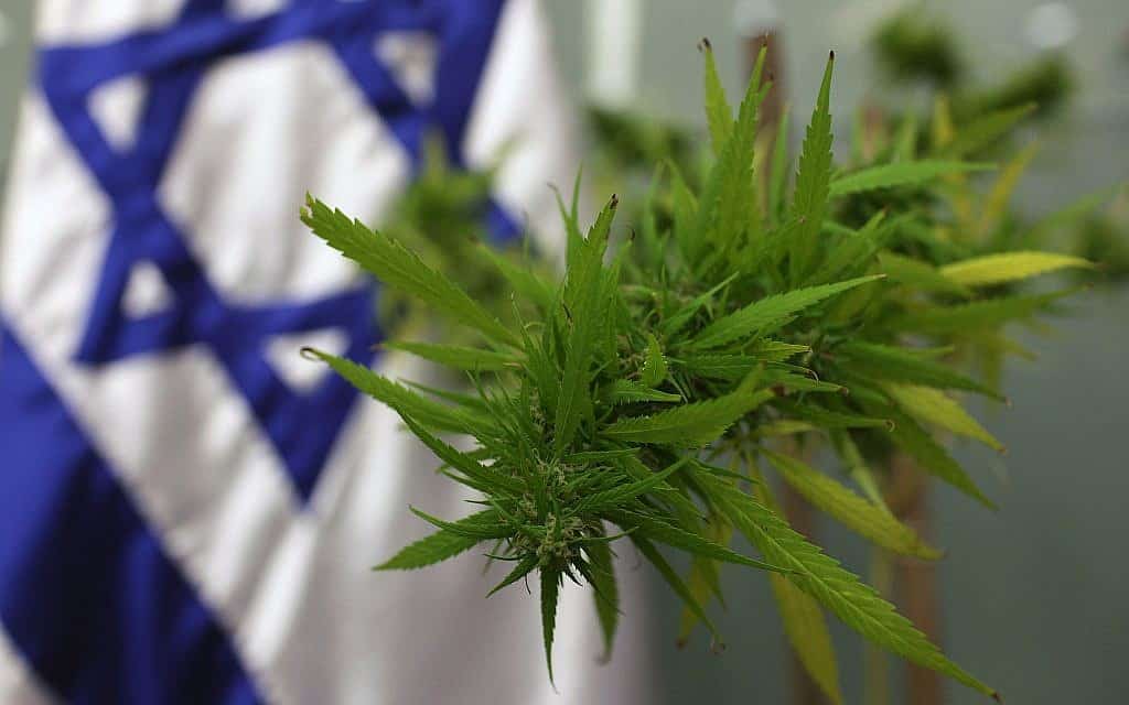 גידול קנאביס לשימוש רפואי (צילום: קובי גדעון, פלאש 90) גידול קנאביס לשימוש רפואי (צילום: קובי גדעון, פלאש 90)