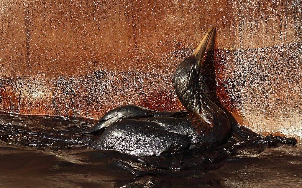 ציפור ספוגה בנפט, בעקבות האסון האקולוגי במפרץ מקסיקו ב-2016 (צילום: AP Photo/Gerald Herbert)