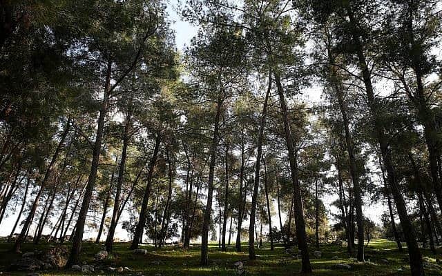 יער בגליל העליון (צילום: Hadas Parush/Flash 90)
