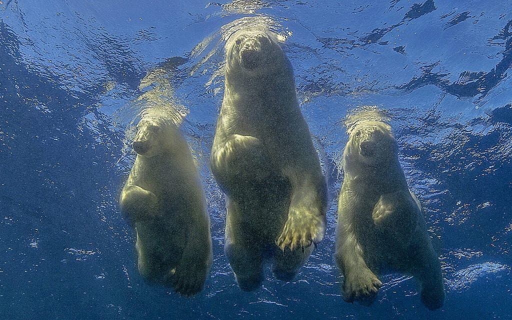 משפחת דובי קוטב שוחים (צילום: באדיבות עמוס נחום)