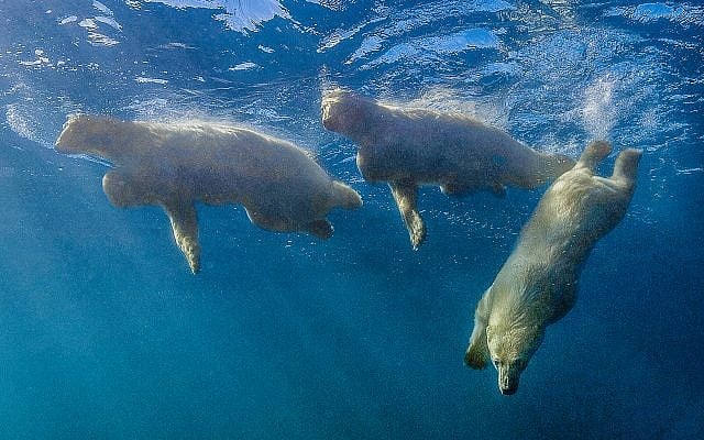 משפחת דובי קוטב שוחים (צילום: באדיבות עמוס נחום)