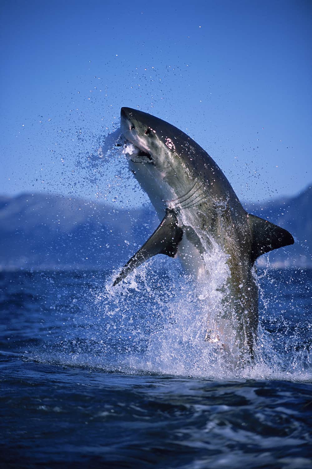 כריש לבן יוצא מהמים (צילום: באדיבות עמוס נחום)