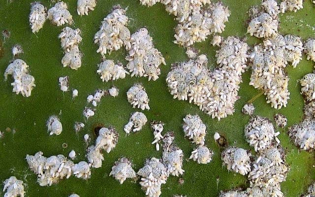 נקבות של אצברית ממאירה מוקפות בגלמים זכרים (צילום: באדיבות פרופ&#039; צביקה מנדל ממינהל המחקר החקלאי מרכז וולקני)