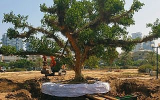 שיקמים בכיכר המדינה שיקמים בכיכר המדינה