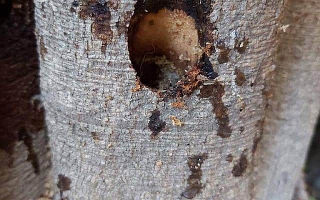 על גזעי העצים רואים סימני קידוח ונוזל שכנראה הוזרק לתוכו (צילום: עיריית תל אביב)