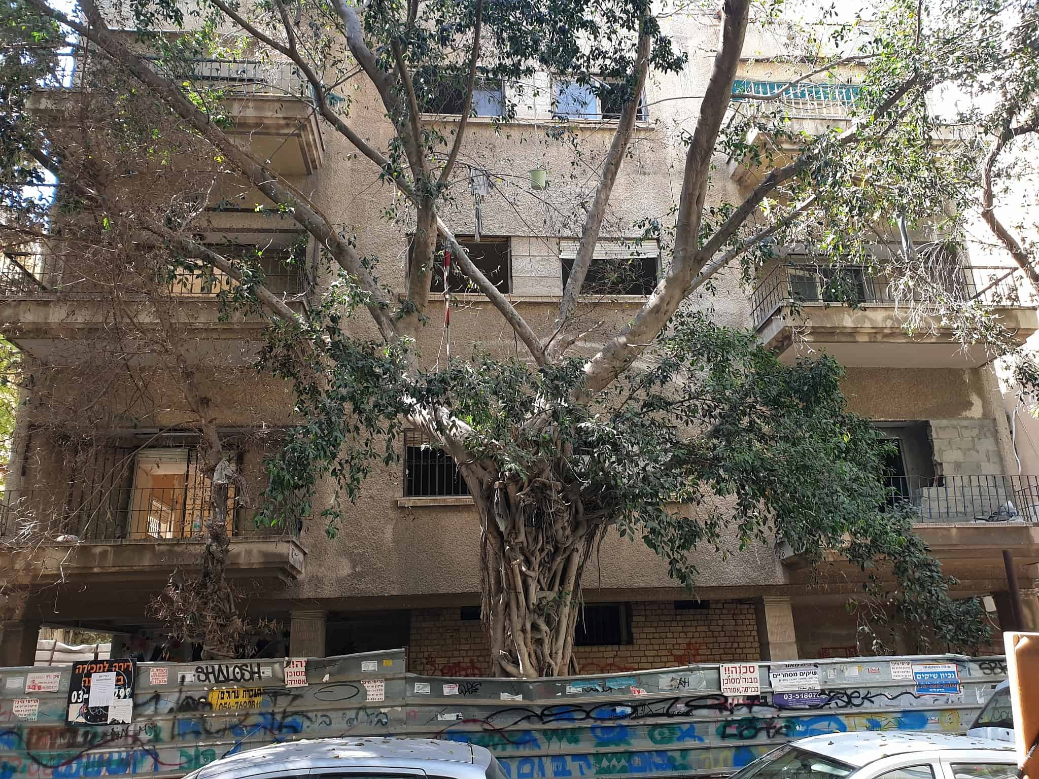 עצים ברחוב מלצ&#8217;ט בתל אביב (צילום: אביב לביא)