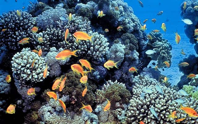 אלמוגים ופזיות בשמורת חוף האלמוגים באילת (צילום: Daviddarom/Wikipedia)