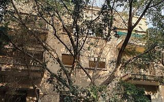 עץ ברחוב מלצ'ט 2 בתל אביב.  הורעל באמצעות הזרקת חומר לתוך הגזע בעשרות נקודות שונות (צילום: דורית פיגוביץ גודארד)