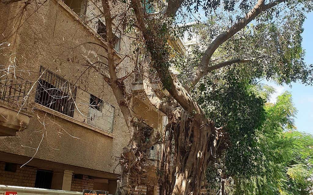עצים ברחוב מלצ'ט בתל אביב (צילום: אביב לביא)