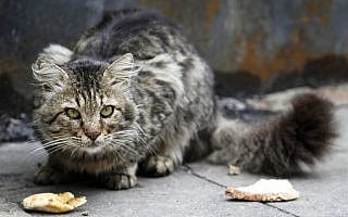חתול רחוב בירושלים. אילוסטרציה (צילום: מרים אלסטר/פלאש90) חתול רחוב בירושלים. אילוסטרציה (צילום: מרים אלסטר/פלאש90)