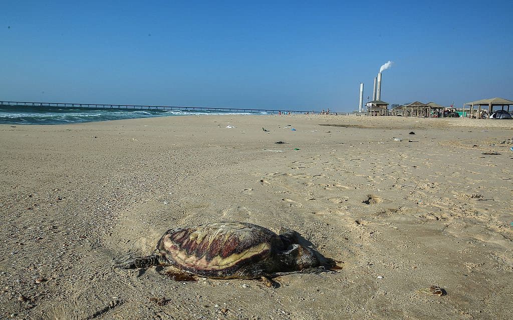 צב ים מת בחוף זיקים (צילום: אדי ישראל/פלאש90)