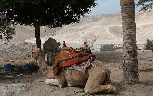 גמלים באתר הדתי נבי מוסא (צילום: שמואל בר-עם)