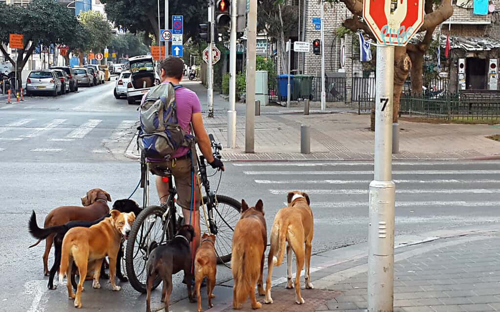 דוגווקר עם כלבים בתל אביב. אילוסטרציה (צילום: דרור גרטי/פלאש90)