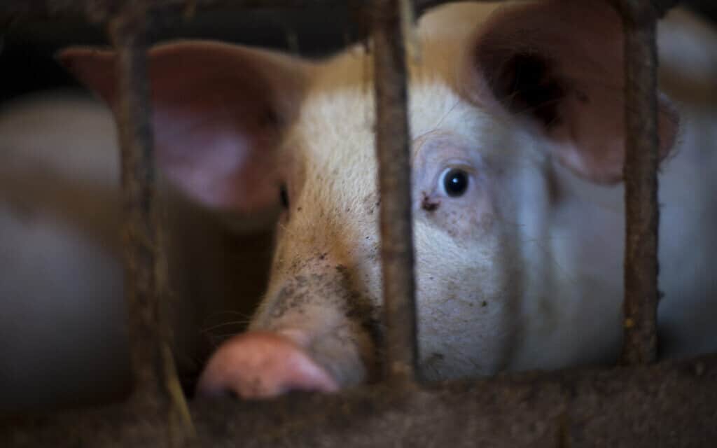 חזיר במכלאה לפני שחיטה (צילום: iStock-Artur)