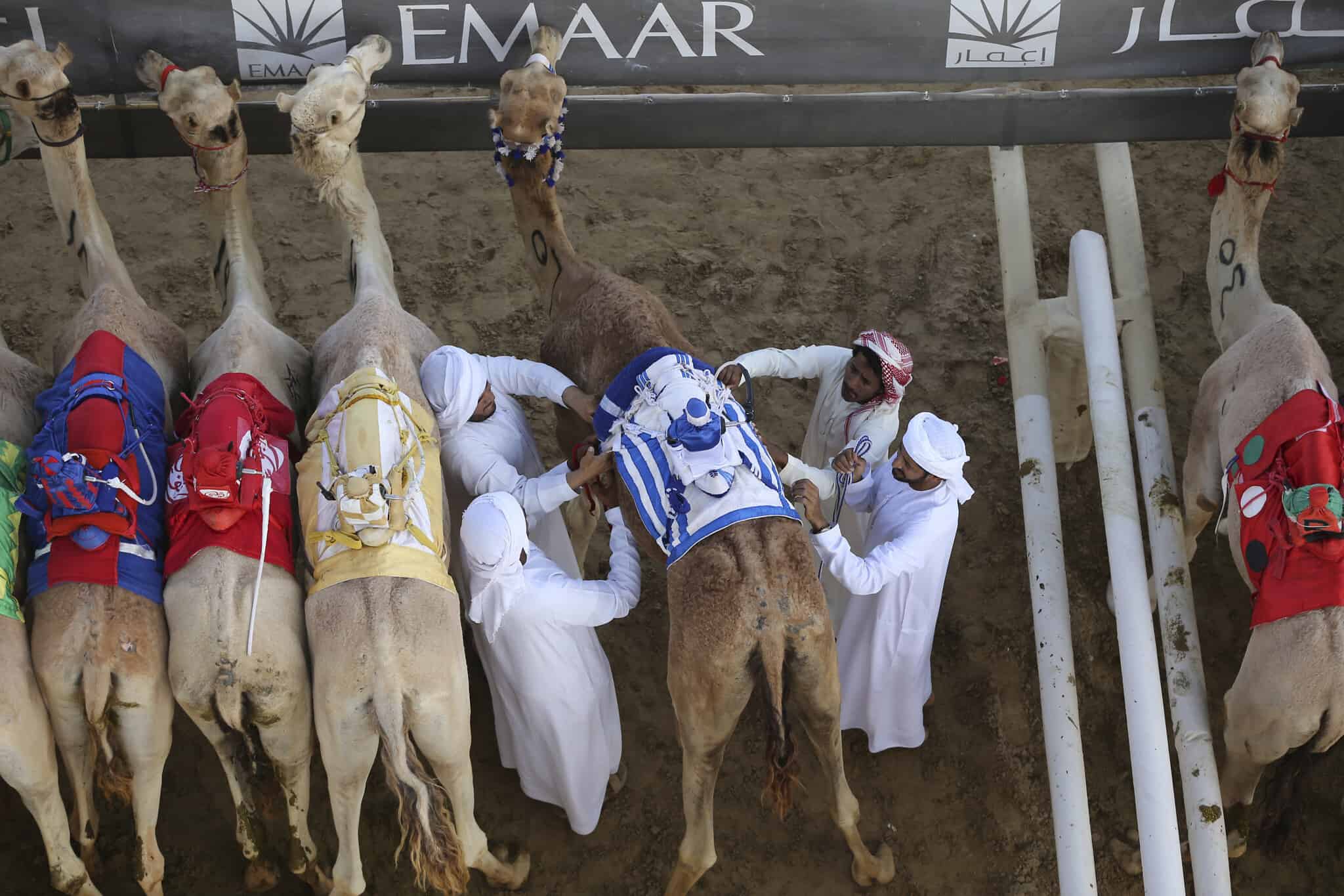 הכנות למירוץ גמלים בדובאי, ארכיון, 2017 (צילום: AP Photo/Kamran Jebreili)