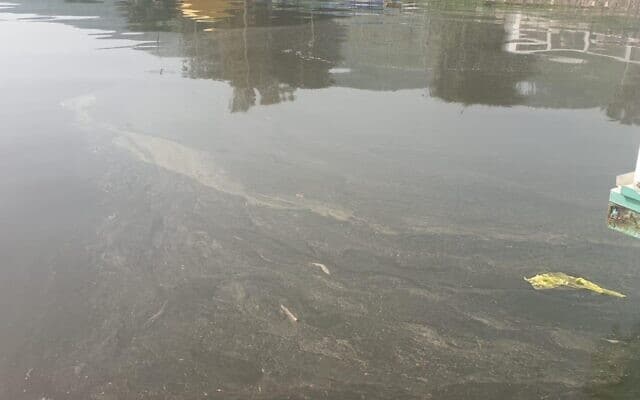 אצות פרידיניום בכנרת (צילום: פיראס תלחמי, רשות המים)