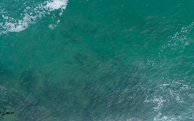 כרישים באזור המים החמים באשדוד (צילום: גיא לויאן, רשות הטבע והגנים)