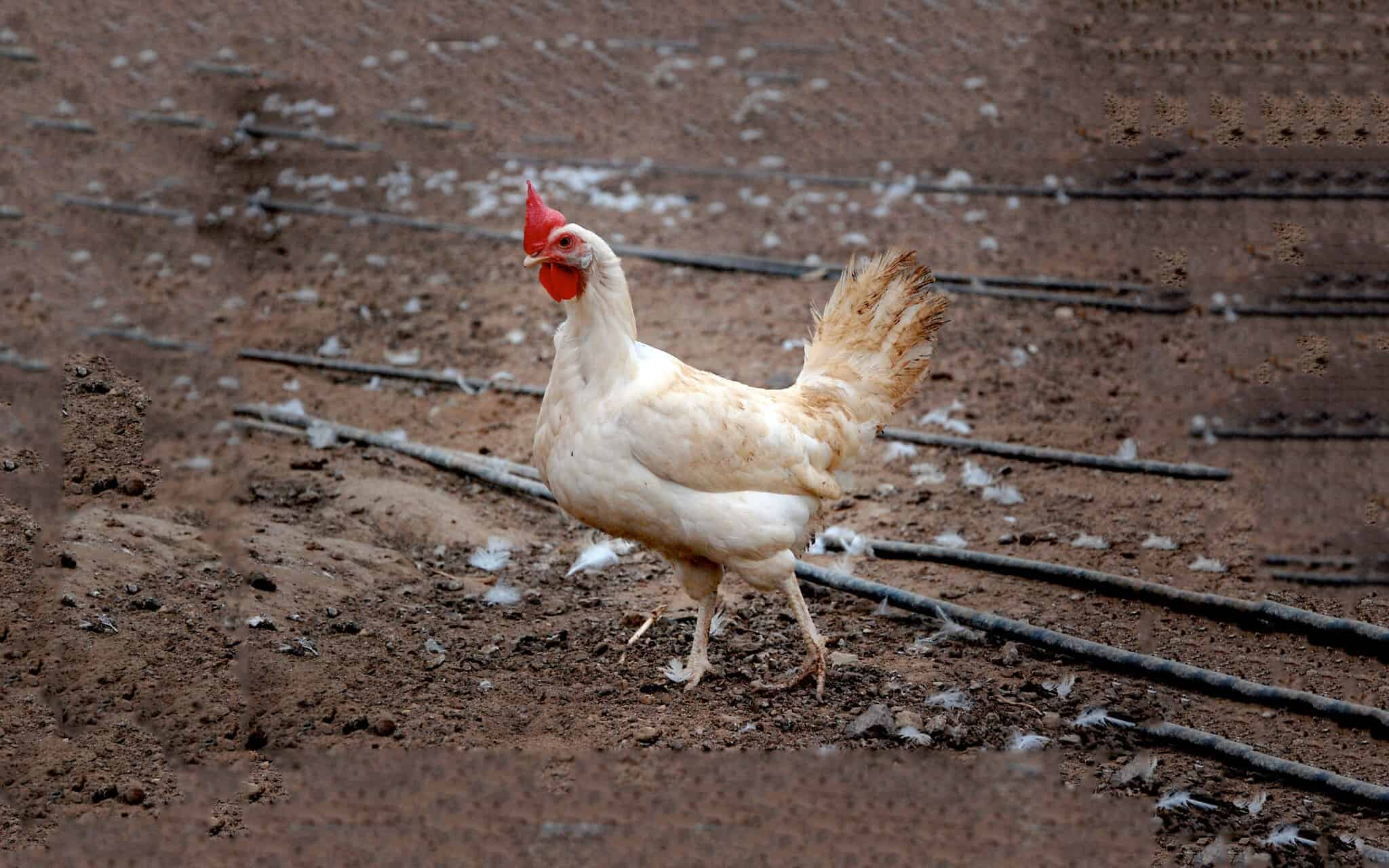 תרנגולת (צילום: Rachael Cerrotti/Flash90)