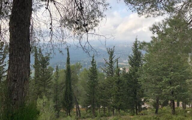 יער ירושלים. הנוף שיעקב וייסבלום ראה מפתח המערה