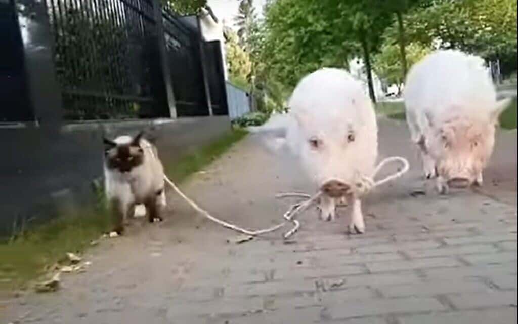 חזיר מטייל עם חתול, צילום מסך מיוטיוב