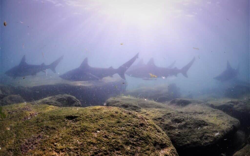 כרישי סנפירתן באזור המים החמים באשדוד (צילום: רן גולן, מועדון הצלילה של מודיעין)