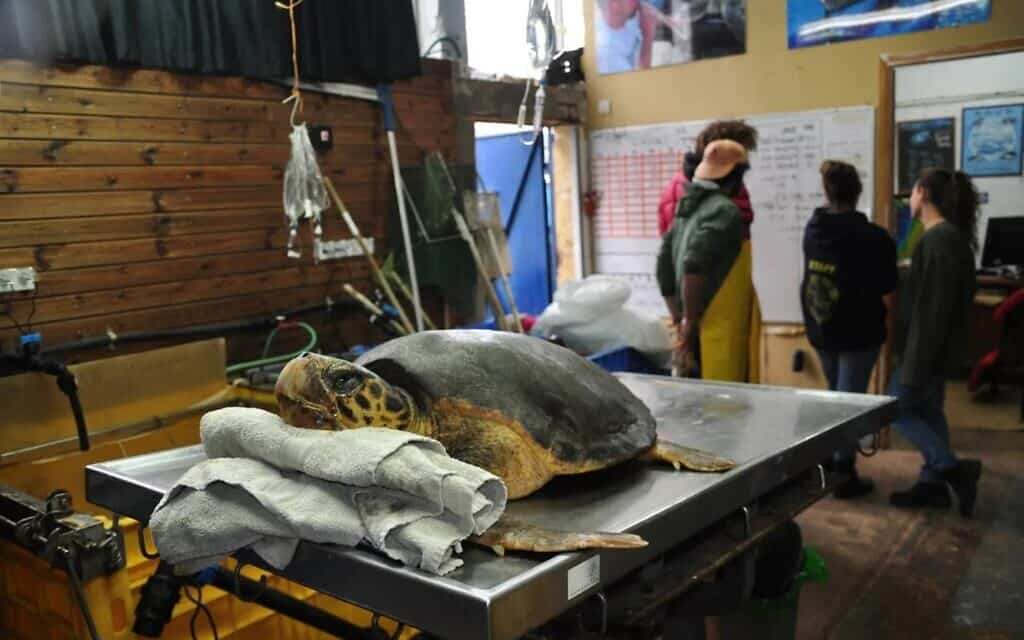 צב ים מקבל טיפול במרכז להצלת צבי ים במכמורת (צילום: יניב לוי, רשות הטבע והגנים)