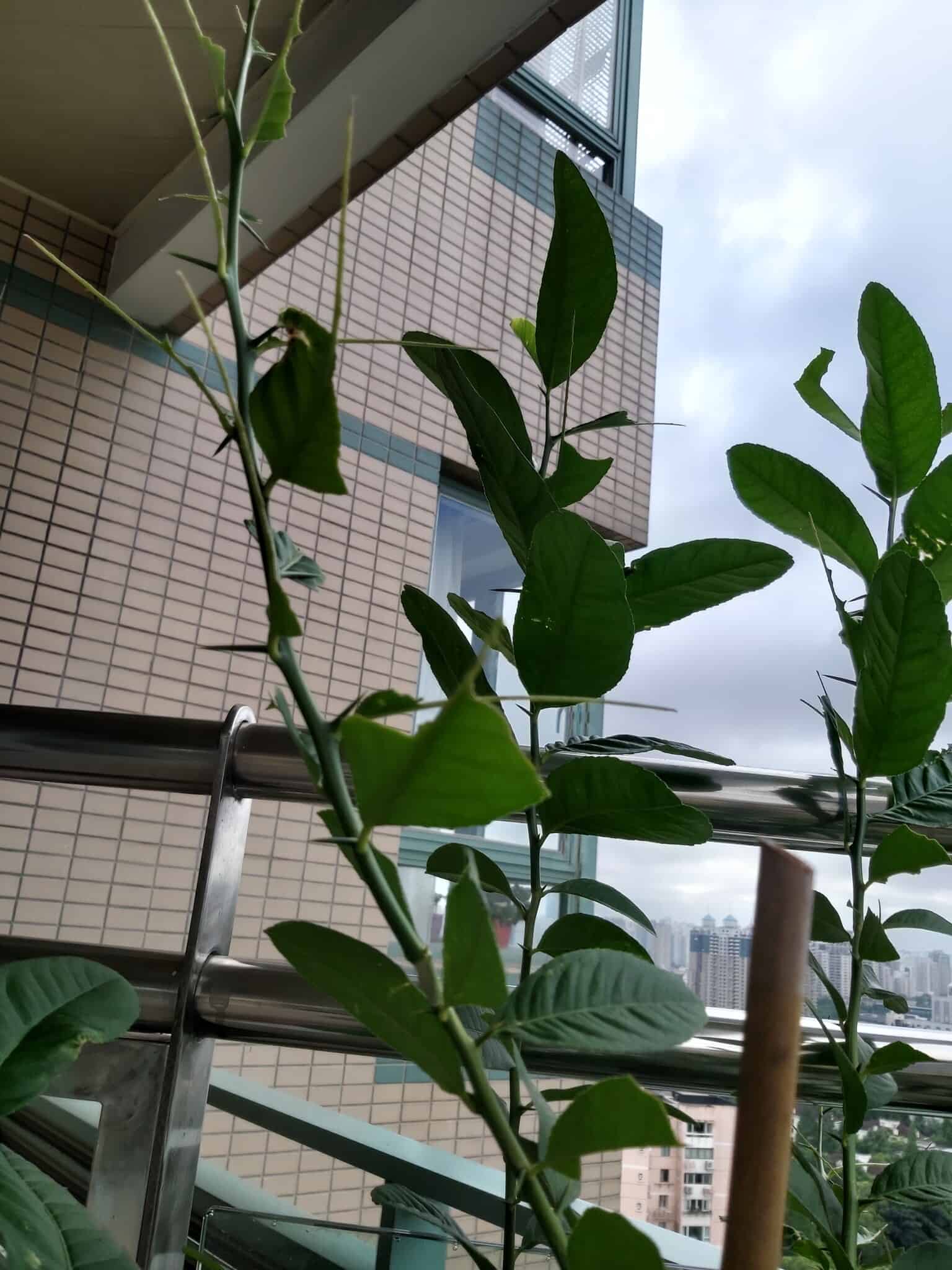 עץ לימון במרפסת הבית שלנו בשנגחאי. מרץ 2020 (צילום: יפעת פרופר)