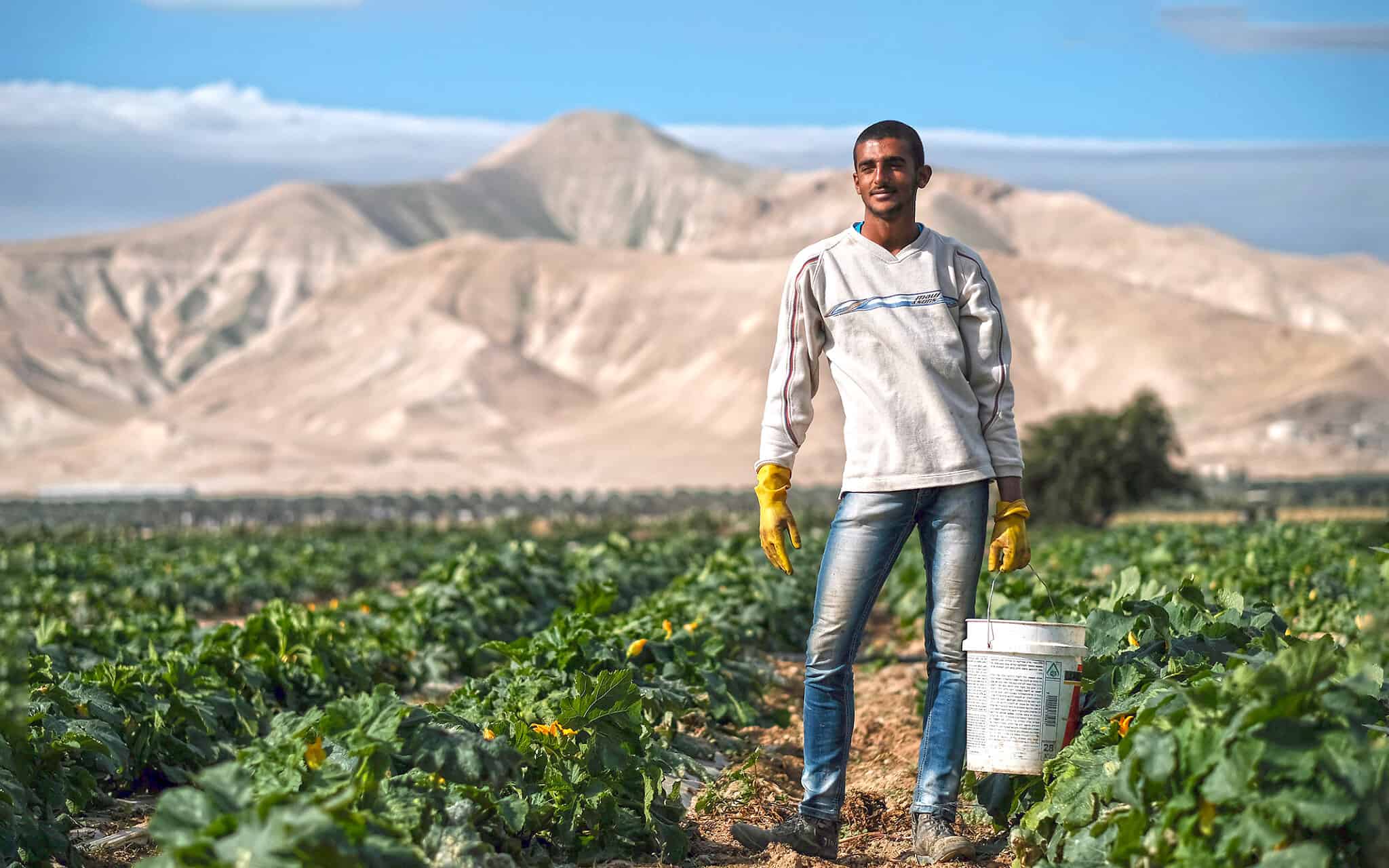 פועל פלסטיני בשדות החקלאות ליד מושב משואה בבקעת הירדן (צילום: יניב נדב/פלאש90)