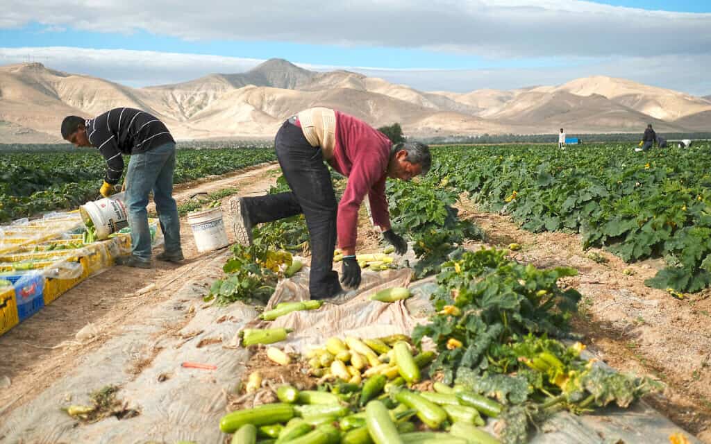 פועלים פלסטינים עובדים באדמות הגידול ליד מושב משואה (צילום: יניב נדב/פלאש90)