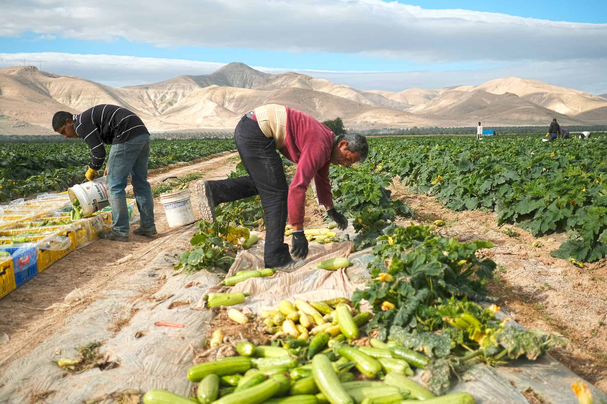 פועלים פלסטינים עובדים באדמות הגידול ליד מושב משואה (צילום: יניב נדב/פלאש90)