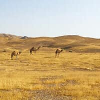 גמלים באזור כביש הבוקע הדרומי (צילום: אמיר בן-דוד)