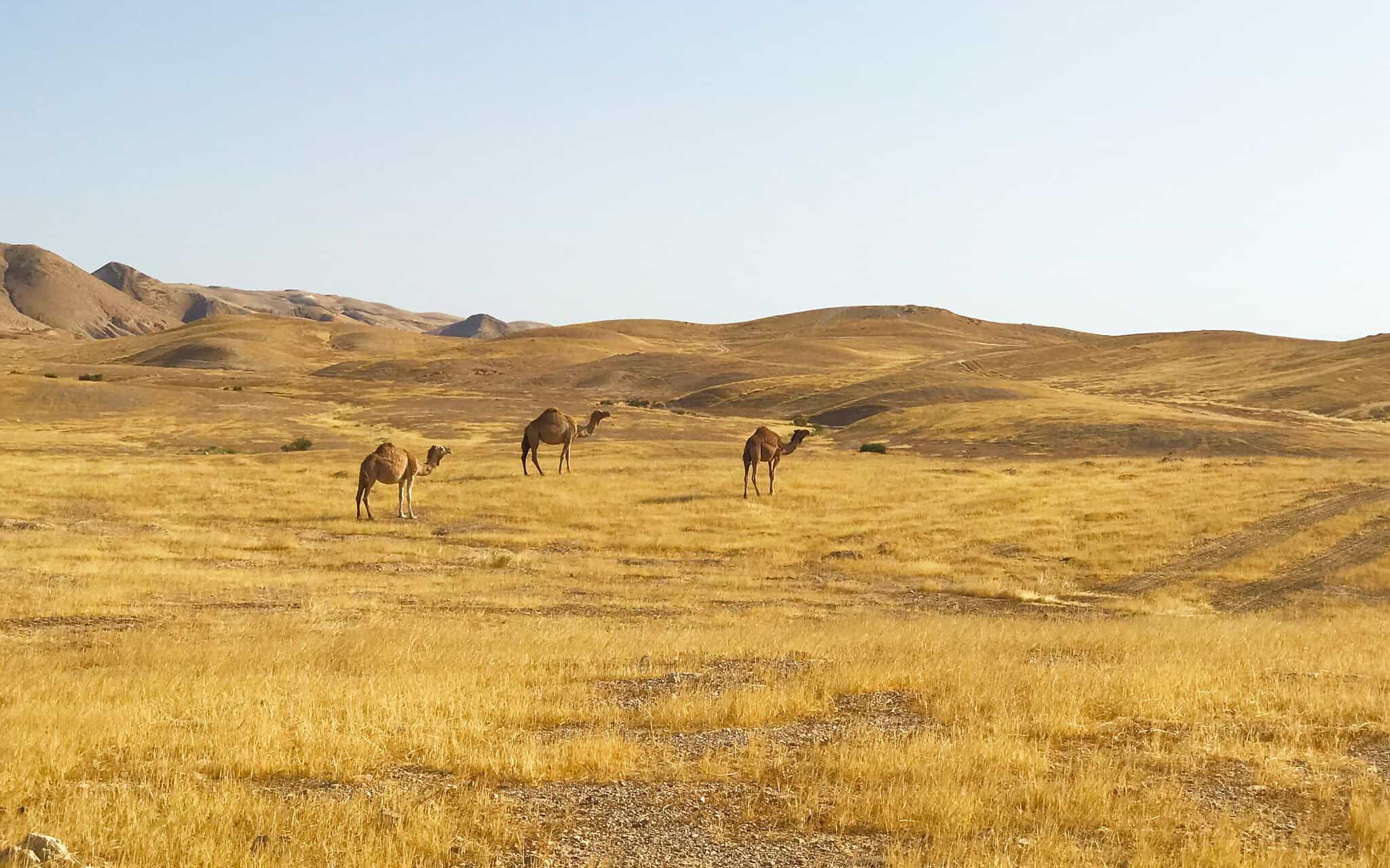גמלים באזור כביש הבוקע הדרומי (צילום: אמיר בן-דוד)