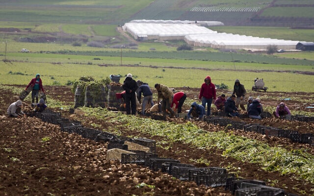 חקלאים פלסטינים בשטח לגידול בצלים בבקעת הירדן בגדה המערבית, 10 בפברואר, 2020 (צילום: AP\ מגד&#039;י מוחמד)
