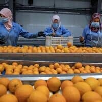 מפעל לייצוא תפוזים במצרים, 15 באפריל 2020 (צילום: AP Photo/Nariman El-Mofty)