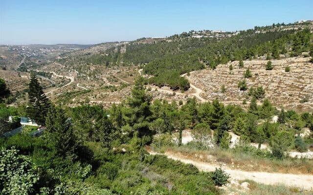 רכס לבן בהרי ירושלים (צילום: דב גרינבלט החברה להגנת הטבע)