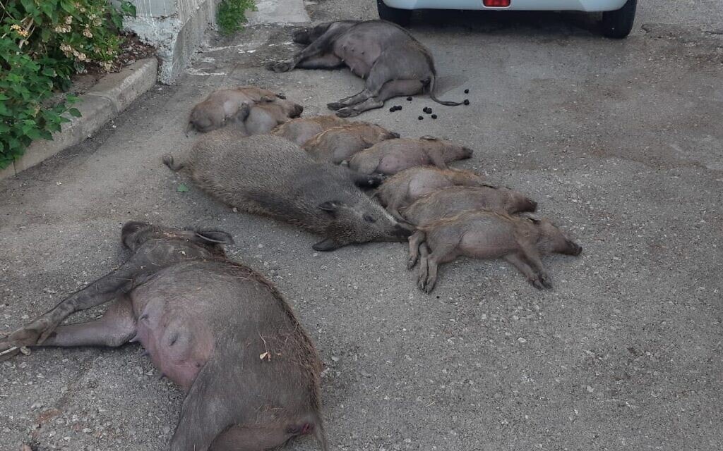 11 חזירי בר שהורעלו למוות בנשר, 20 ביוני 2020 (צילום: אורן חן, רשות הטבע והגנים)