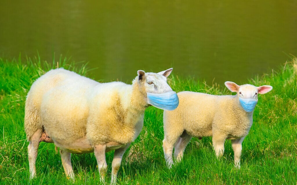 אילוסטרציה לחיסון עדר (צילום: iStock / bennymarty)