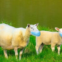 אילוסטרציה לחיסון עדר (צילום: iStock / bennymarty)