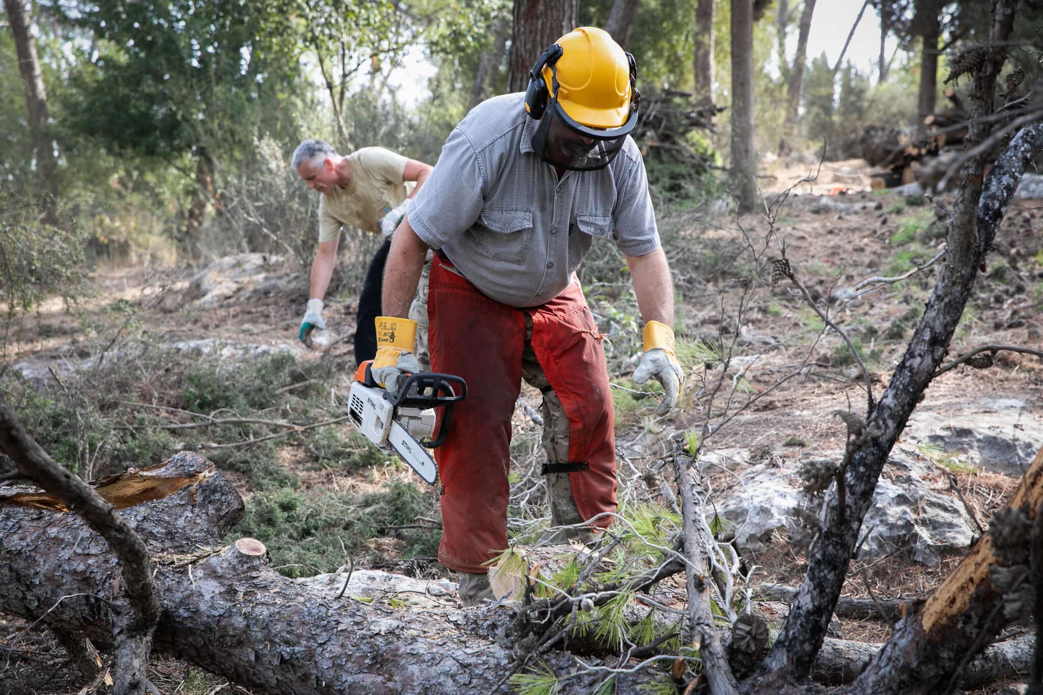 עובדים של הקרן הקיימת לישראל ביער מסריק בצפון ישראל (צילום: Anat Hermony/Flash90)