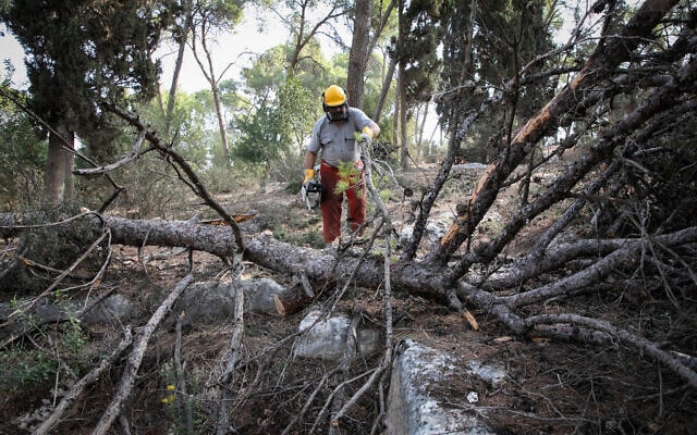 עובד של הקרן הקיימת לישראל ביער מסריק (צילום: Anat Hermony/Flash90)