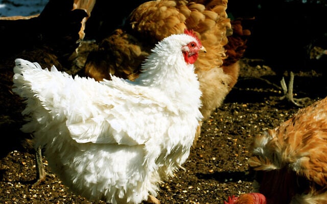 תרנגולת חופשית שניזונה ממזון אורגני (אילוסטרציה) (צילום: AP Photo/Dean Fosdick)