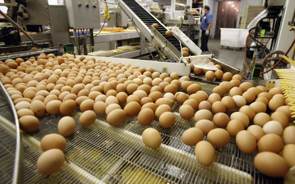 ביצים אורגניות עוברות לאורך קו המיון (תצלום ארכיון) (צילום: AP Photo/Toby Talbot)