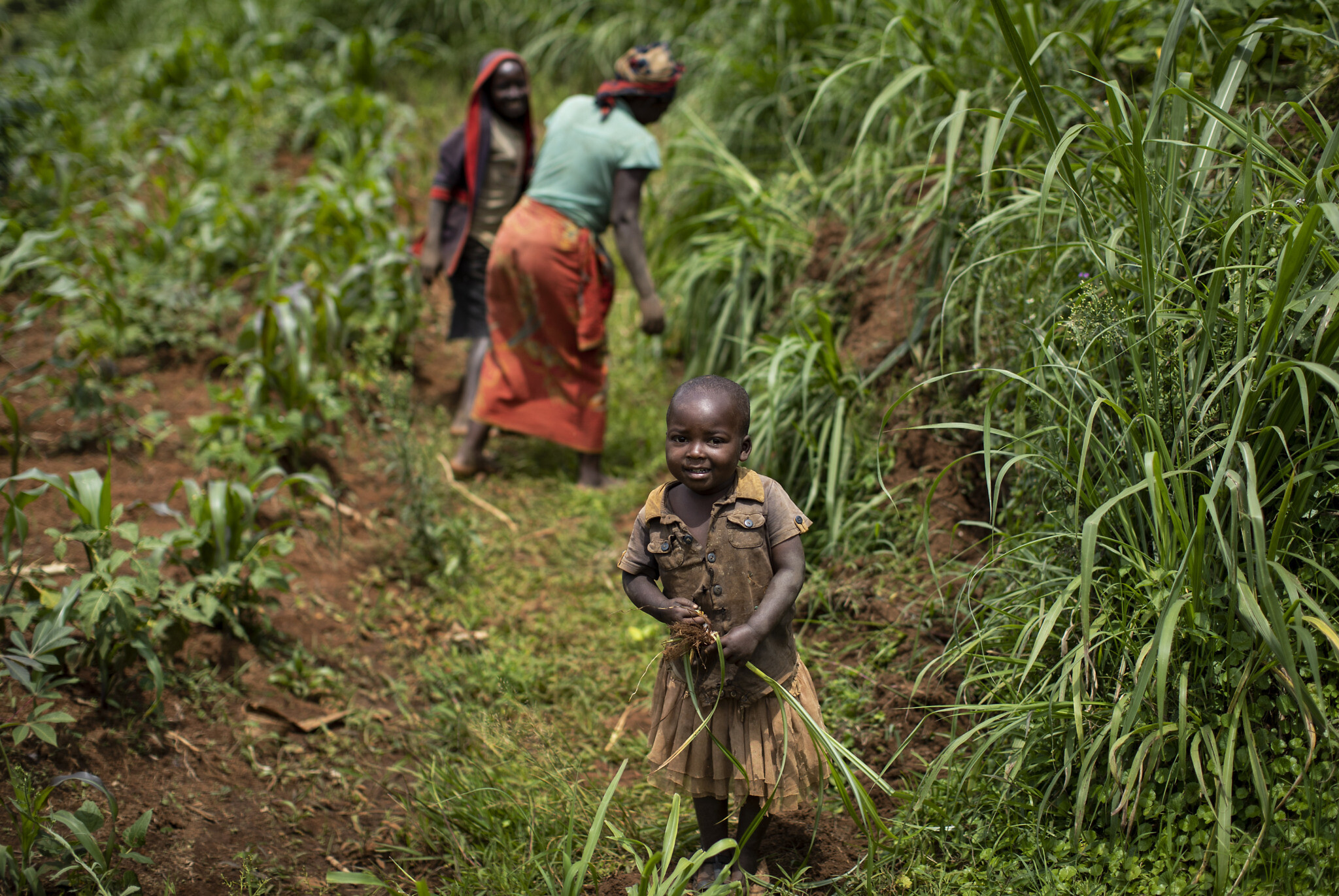אילוסטרציה, ילדה עוזרת לקרוביה העובדים בשדות במערב רואנדה, נובמבר 2019 (צילום: AP Photo/Ben Curtis)